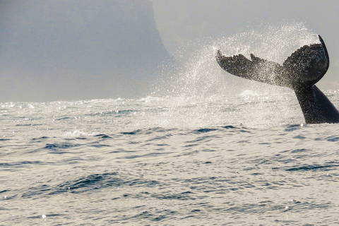 Knysna: Close Encounter Whale Watching Tour by Boat