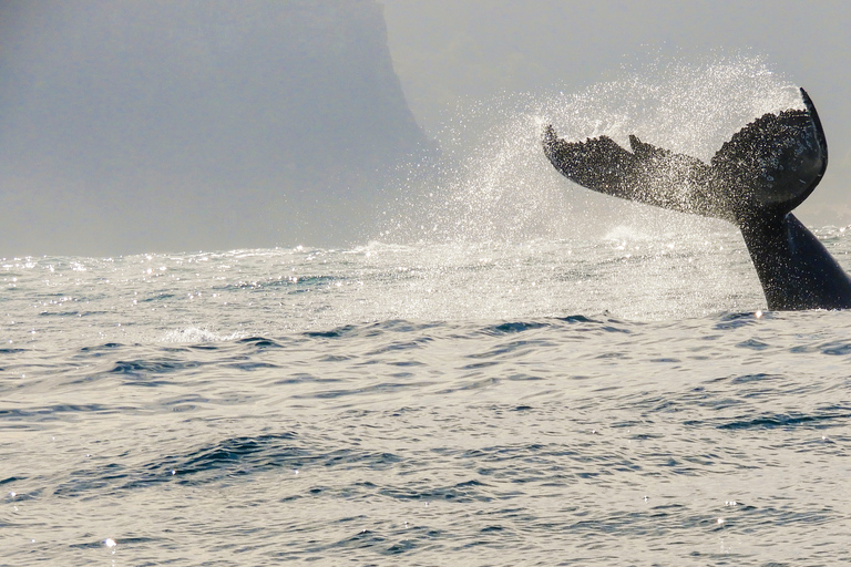 Knysna: Close Encounter Whale Watching Tour by Boat