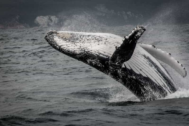 Knysna: Close Encounter Whale Watching Tour by Boat | GetYourGuide