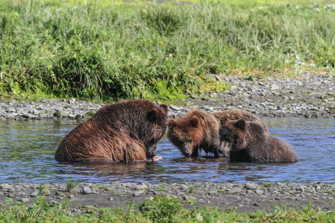 From Juneau: Pack Creek Bear Viewing Adventure Private Pack Creek Bear Viewing Adventure
