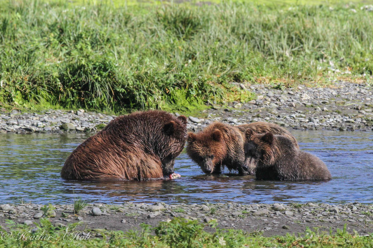 From Juneau: Pack Creek Bear Viewing Adventure Private Pack Creek Bear Viewing Adventure