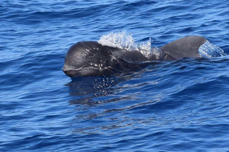 Tenerife: Private Sunset Charter with Drinks and Tapas Private Cruise on 33-foot Yacht Gran Azor