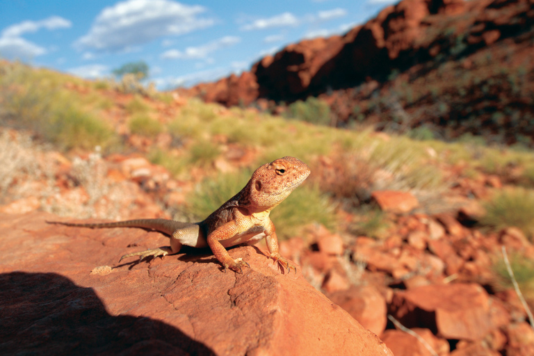 Uluru, Kata Tjuta & Kings Canyon Camping Tour 3 Day / 3 Night - Yulara to Yulara
