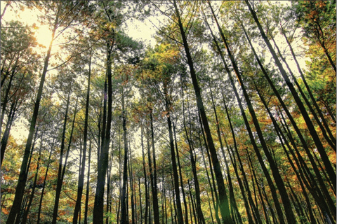 Yogyakarta : Jurang Tembelan, Forêt de pins, et Plage de Timang