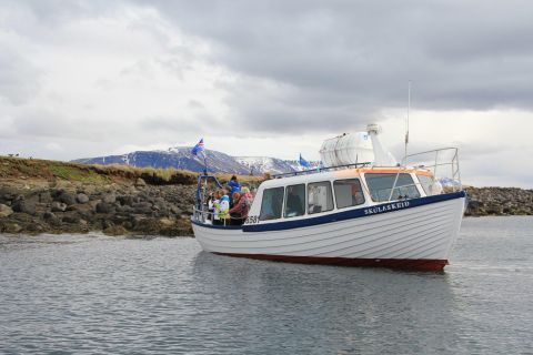 Reykjavik: Puffin Watching Boat Tour