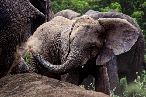 4-Days Masai Mara Safari From Nairobi With Park Fees