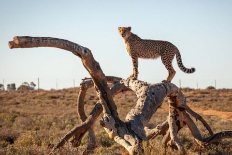 Cape Town: 2-Day Big Five Safari at Inverdoorn Lodge