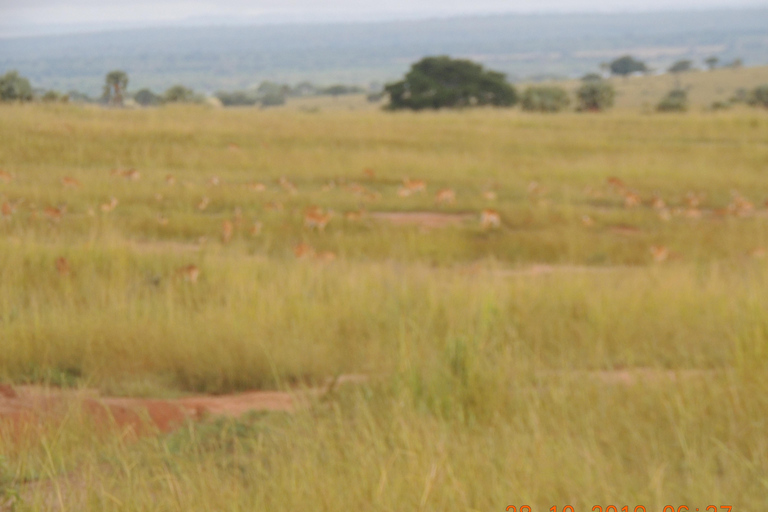 Safari de 3 jours aux chutes Murchison et aux Big 5