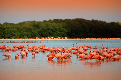 Rio Lagartos, Las Coloradas i Cenote Hubiku przez cały dzieńZ Cancún