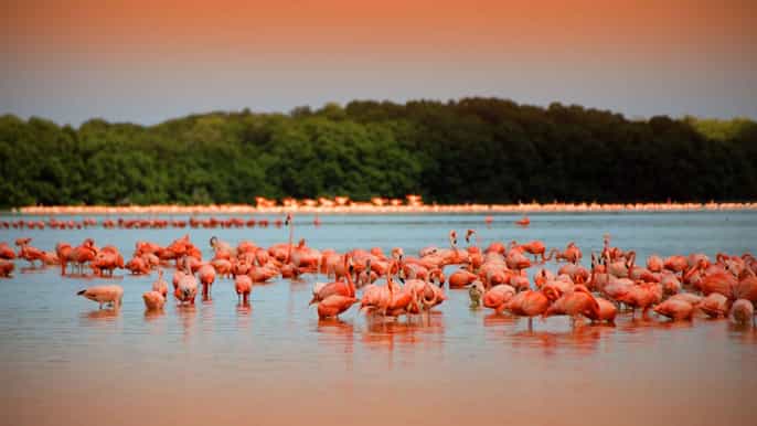 río lagartos las coloradas y cenote hubiku tour 1 día