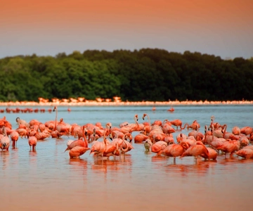 Playa del Carmen/Cancún: Excursión Río Lagartos y Las Coloradas