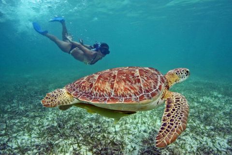 Îles Gili : excursion de 3 jours avec snorkeling