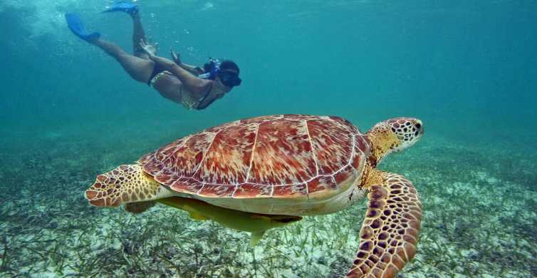 From Bali Private 3 Day Gili Islands Tour with Snorkeling GetYourGuide