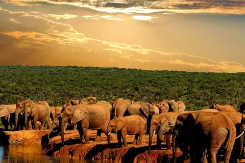 From Cape Town: 5-Day Garden Route & Addo Elephant Park Tour