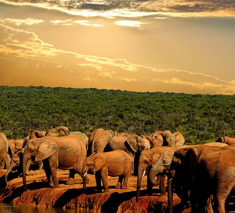 Safaris & wildlife activities
