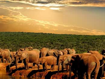 5-Day Garden Route & Addo Tour