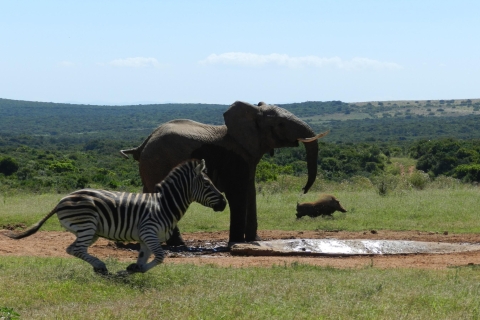 Garden Route: 5-Tages-Tour mit Safari im Addo-Elefanten-ParkÜbernachtung im Mehrbettzimmer
