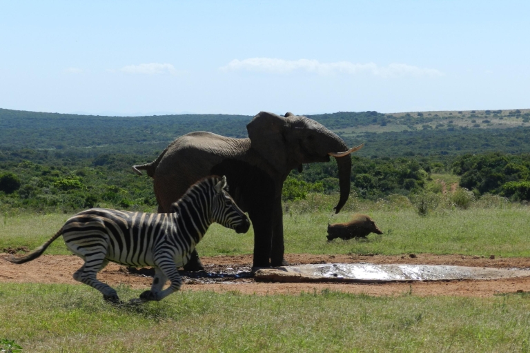 Garden Route: 5-Tages-Tour mit Safari im Addo-Elefanten-ParkÜbernachtung im Mehrbettzimmer