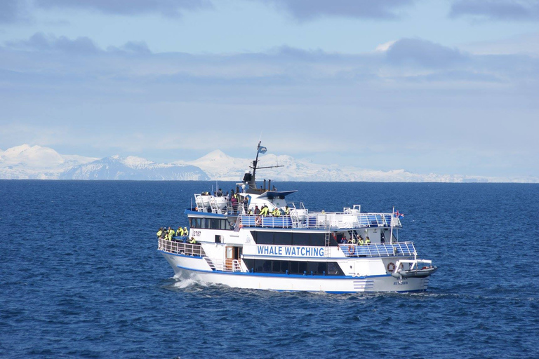 Reykjavik: Whale Watching + Whales of Iceland Exhibition