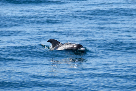 Reykjavik: Whale Watching + Whales of Iceland Exhibition