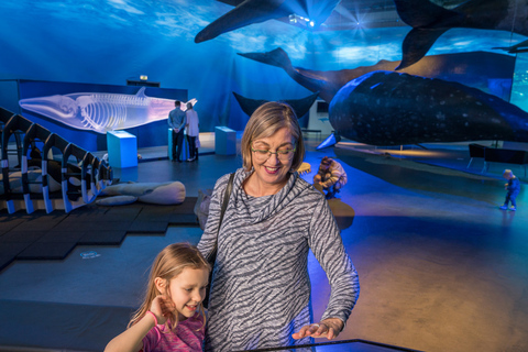 Reykjavík: avvistamento balene e mostra Whales of Iceland