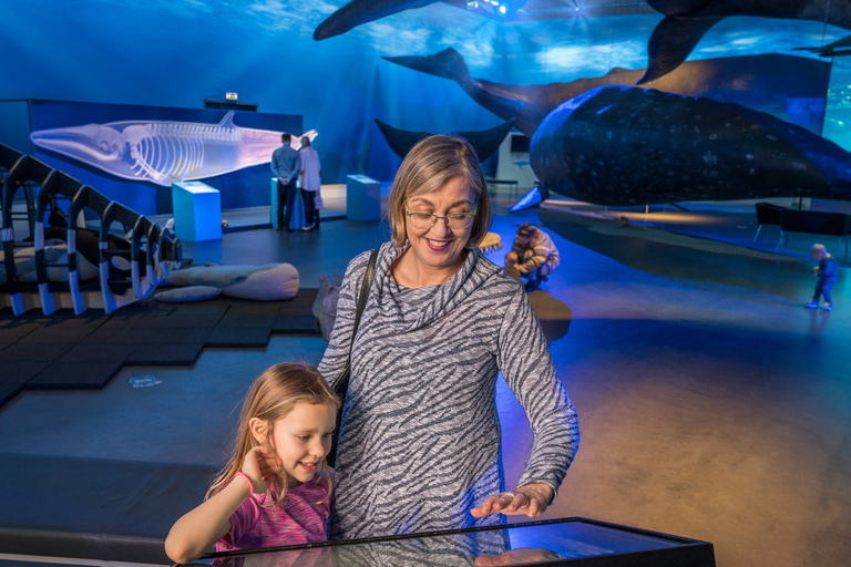 Reykjavík: avvistamento balene e mostra Whales of Iceland