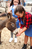 Agüimes , Be a farmer for the day at La Jaira de Ana - Housity