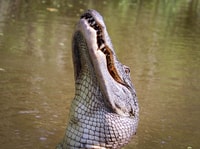 From Darwin, Litchfield Park Tour & Jumping Crocodile Cruise - Housity