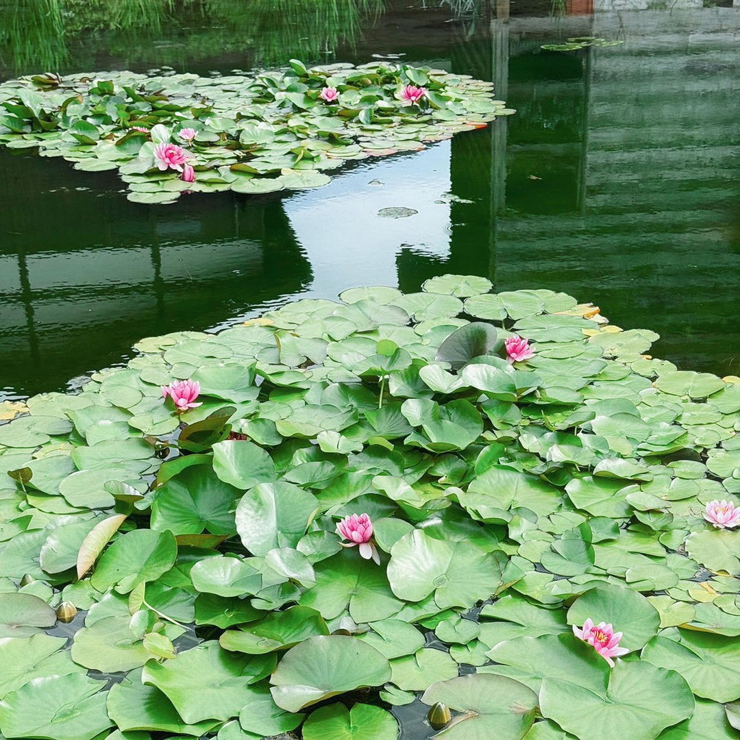 メディア コラージュ