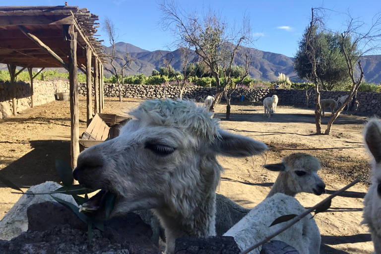 Vineyard, Valparaiso, Horseback Riding, Sea L &amp; BBQ Day Trip