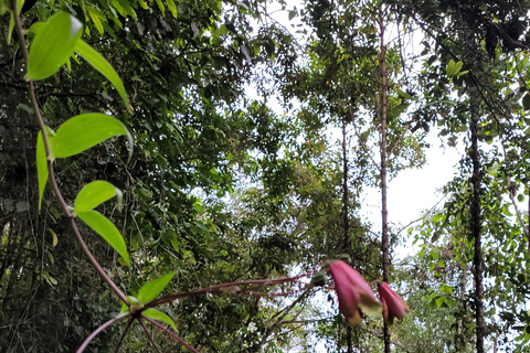 CAMINHO DO OURO - Guided tour Atlantic Forest, Waterfalls, Stories.