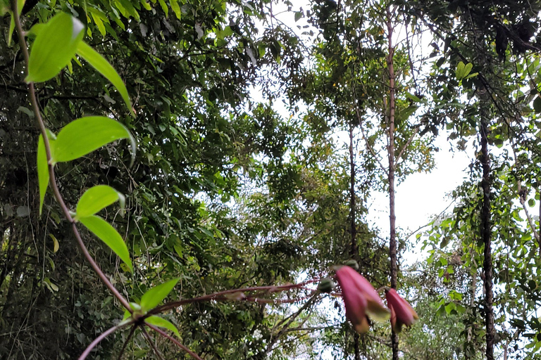 CAMINHO DO OURO - Geführte Tour durch den Atlantischen Wald, Wasserfälle und Geschichten.