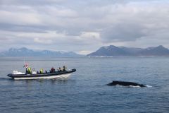 De Reykjavik: passeio de observação de baleias em barco RIB