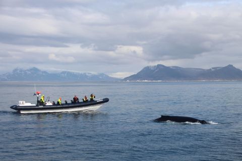 Au départ de Reykjavik : Observation des baleines en bateau pneumatique