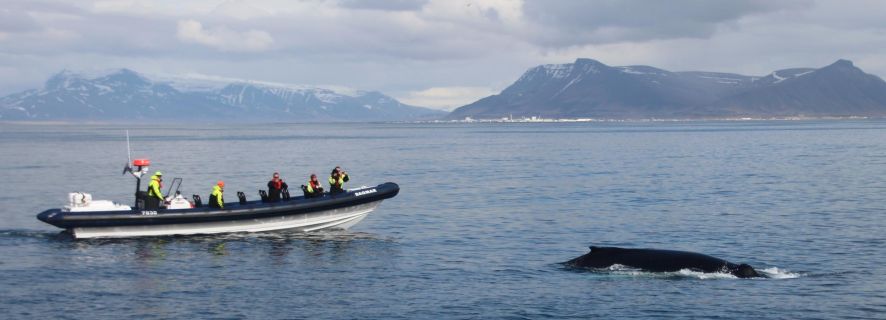 De Reykjavik: passeio de observação de baleias em barco RIB