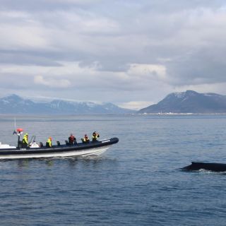 From Reykjavik: Whale Watching Tour by RIB Boat