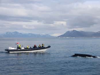 Ab Reykjavík: Whale Watching Express-Tour per RIB Ab Reykjavík: Whale Watching Express-Tour per RIB