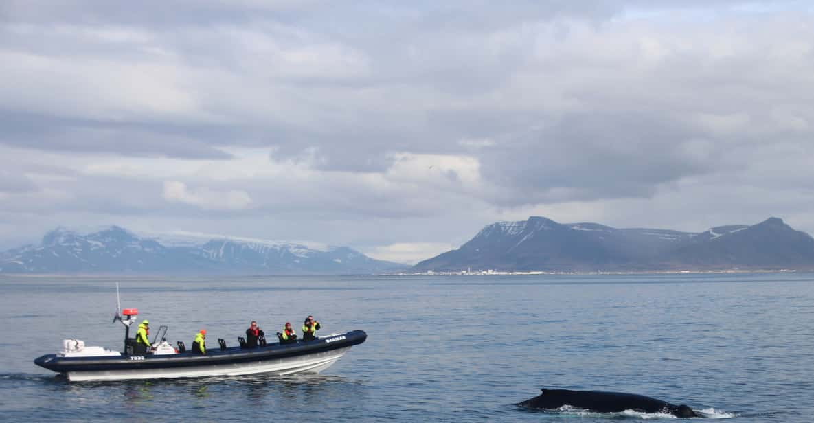 Express Whale Watching Tour by RIB From Reykjavik