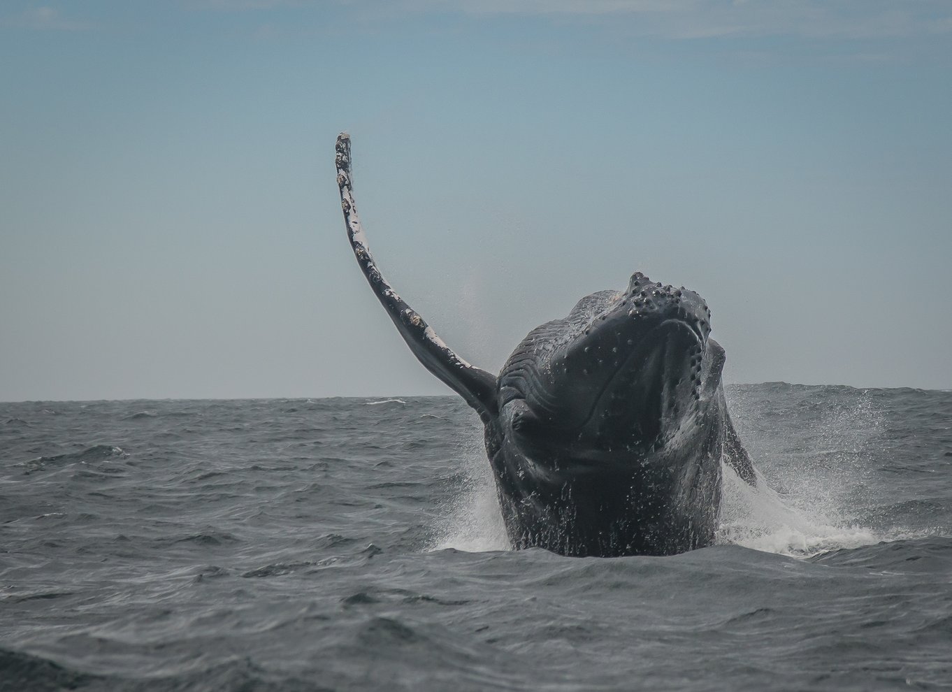 Knysna: Close Encounter Whale Watching Tour med bådtur
