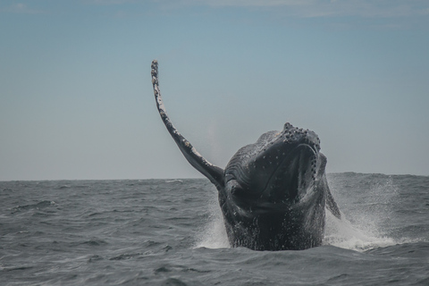 Knysna: Close Encounter Whale Watching Tour by Boat