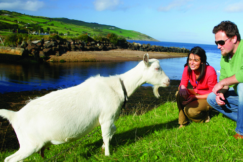 From Belfast: Giant&#039;s Causeway, Dunluce Castle &amp; Dark Hedges