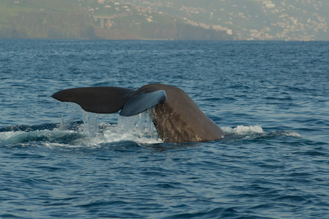 Funchal: Wal- & Delfinbeobachtungs-Tour per Schnellboot