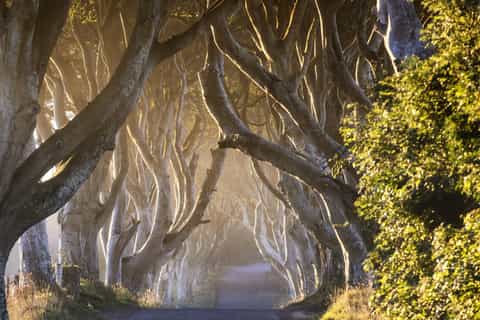 From Belfast: Giant's Causeway, Titanic and Dark Hedges Tour