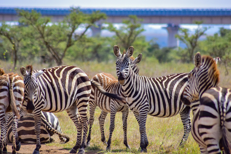 Safari por el Parque Nacional de Nairobi a primera hora de la mañana