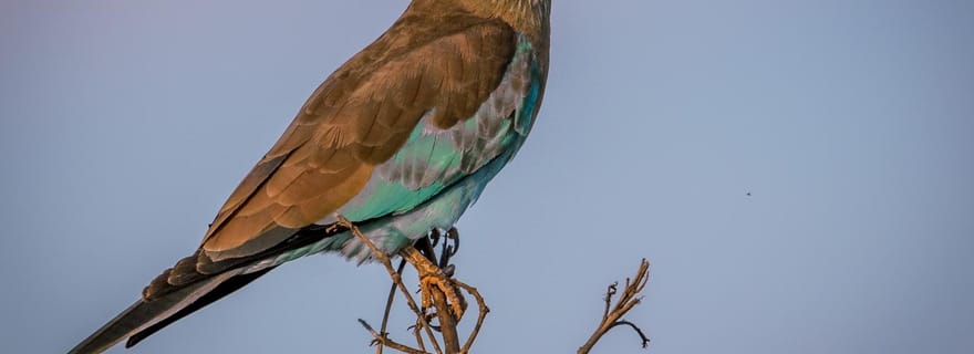 Mombasa : Safari de 3 jours à Tsavo Est et Ouest avec hébergement