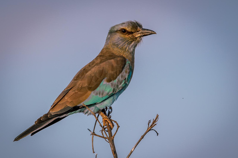 Shimba Hills tropischer Regenwald Tagestour