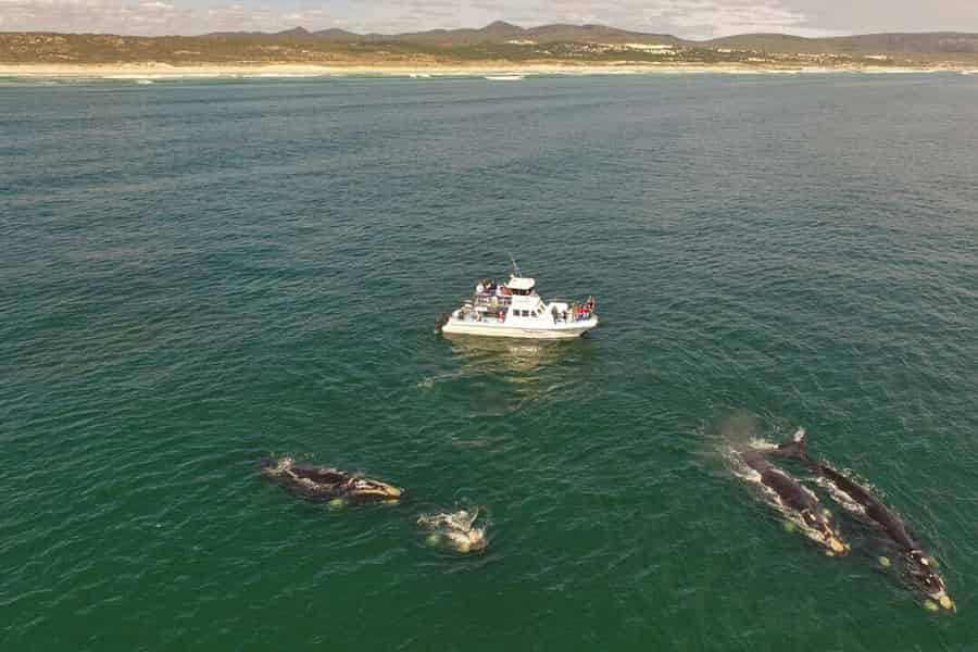 Gansbaai: Walbeobachtungstour mit dem Boot. Foto: GetYourGuide Gansbaai: Walbeobachtungstour mit dem Boot. Foto: GetYourGuide