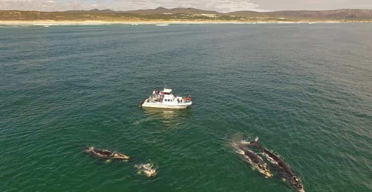 Gansbaai: Whale Watching Trip by Boat