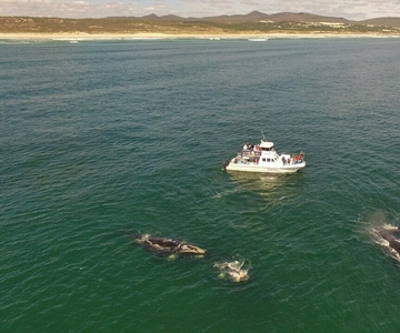 Gansbaai: Whale Watching Trip by Boat