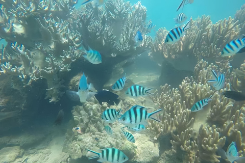 Visita às ilhas Cham e mergulho com snorkel e autônomoExcursão em grupo